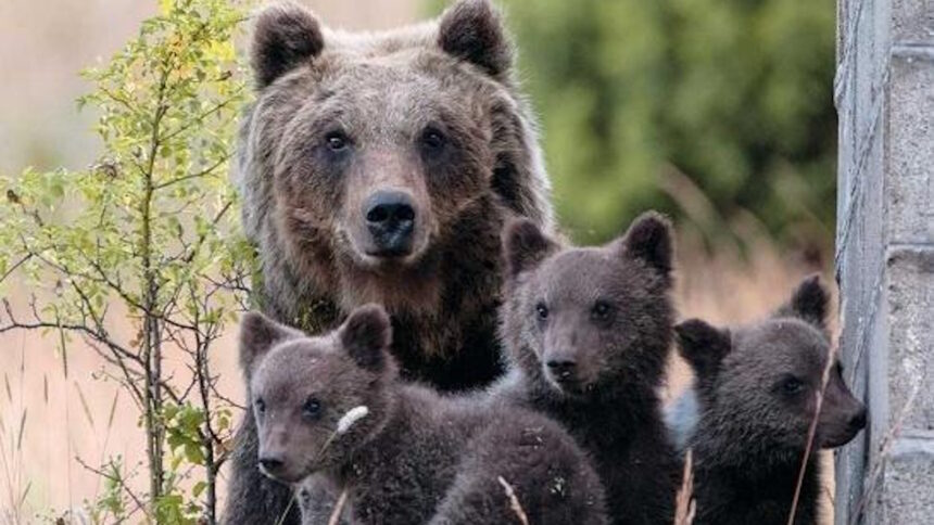 Intel e Reolink - WADAS